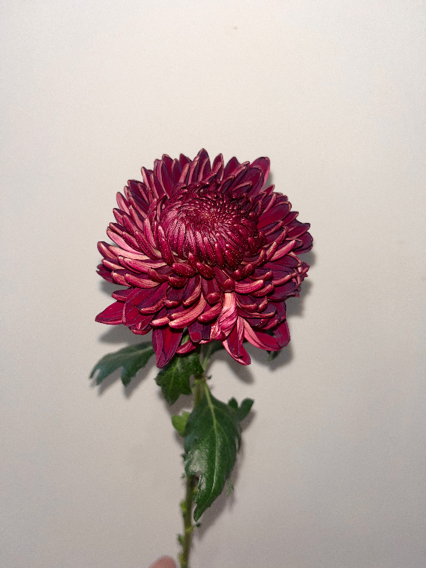 Burgundy chrysanthemum