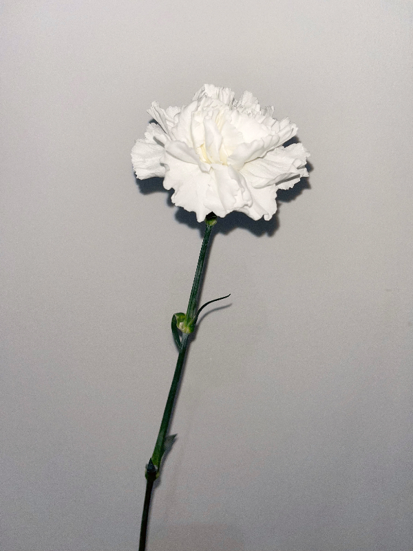 White carnation