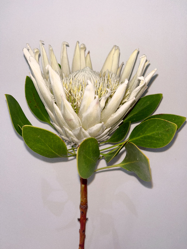 White king protea