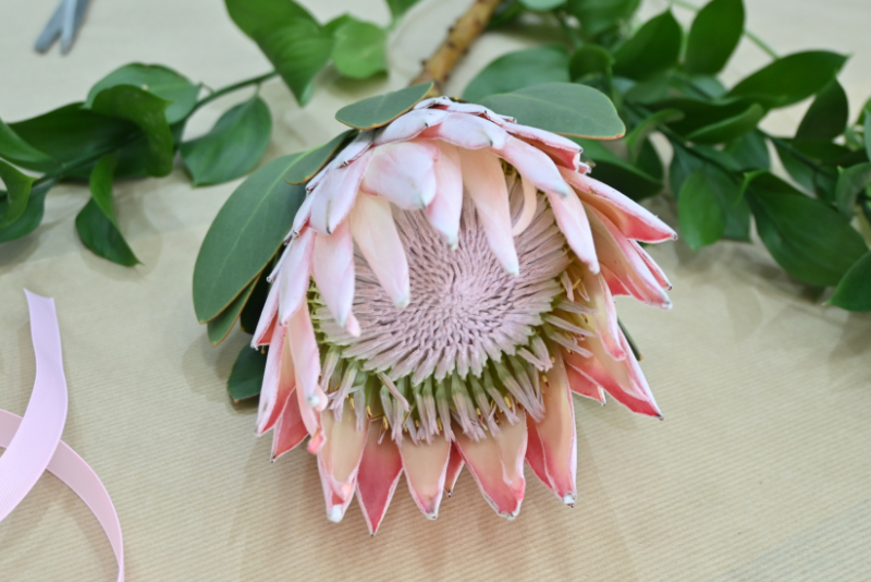 Pink king protea
